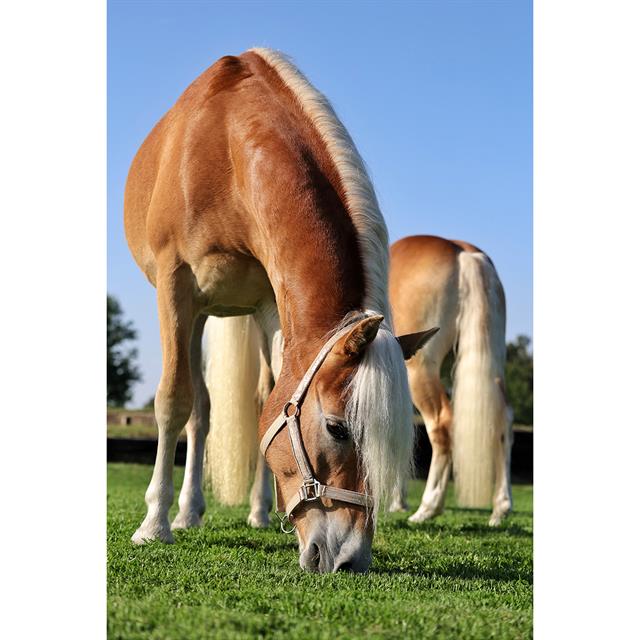 Halster HORSEGEAR HGVelvet Dapple Lichtbruin