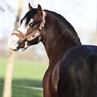 Halster HORSEGEAR HGVelvet Goud