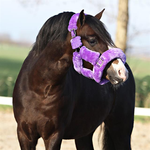 Halster Horsegear Suave Paars