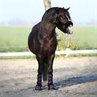Halster Horsegear Suave Zwart
