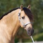 Halster Imperial Riding IRHSparkle Gebroken wit