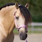 Halster Imperial Riding IRHSparkle Roze