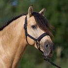 Halster Imperial Riding IRHSparkle Zwart