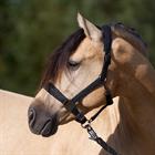 Halster Imperial Riding IRHSparkle Zwart
