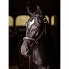 Halster LeMieux Leather Crystal Bruin