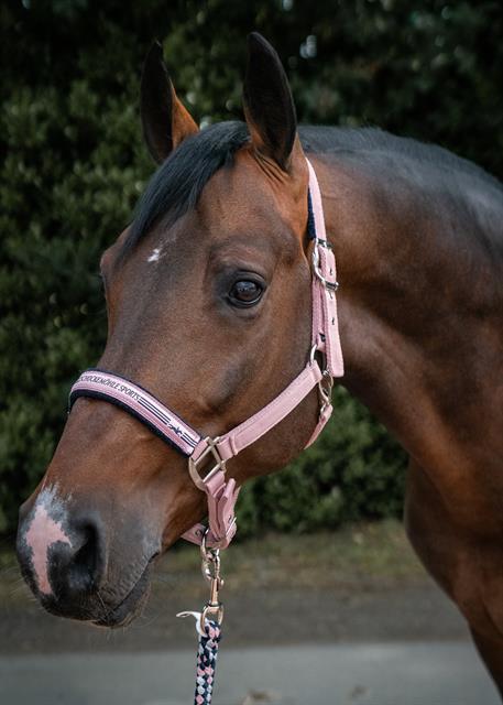 Halster Schockemöhle Memphis II Roze