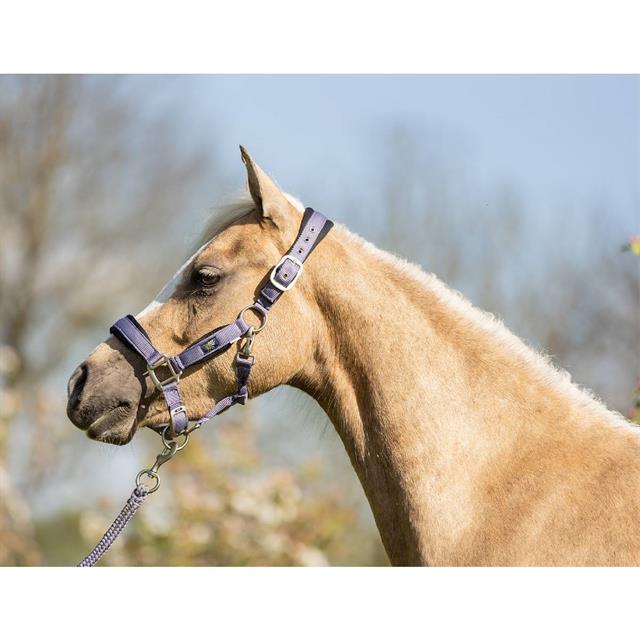 Halsterset BR Mini Horse Paars