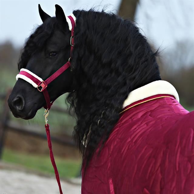 Halsterset Friesian Horse By Horsegear Donkerrood