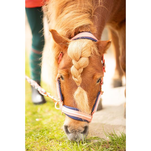 Halsterset Harry's Horse Valli Roze