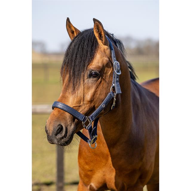 Halsterset HORSEGEAR HGCroco Donkerblauw