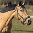 Halsterset HORSEGEAR HGCroco Groen