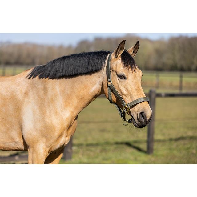 Halsterset HORSEGEAR HGCroco Groen