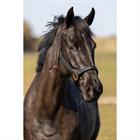 Halsterset HORSEGEAR HGCroco Zwart