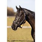 Halsterset HORSEGEAR HGCroco Zwart