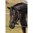 Halsterset HORSEGEAR HGCroco Zwart