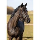 Halsterset HORSEGEAR HGCroco Zwart