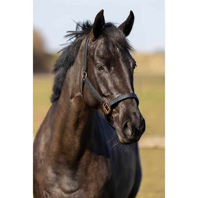Halsterset HORSEGEAR HGCroco Zwart
