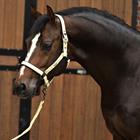 Halsterset Horsegear HGSparkle Goud