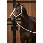 Halsterset Horsegear HGSparkle Goud