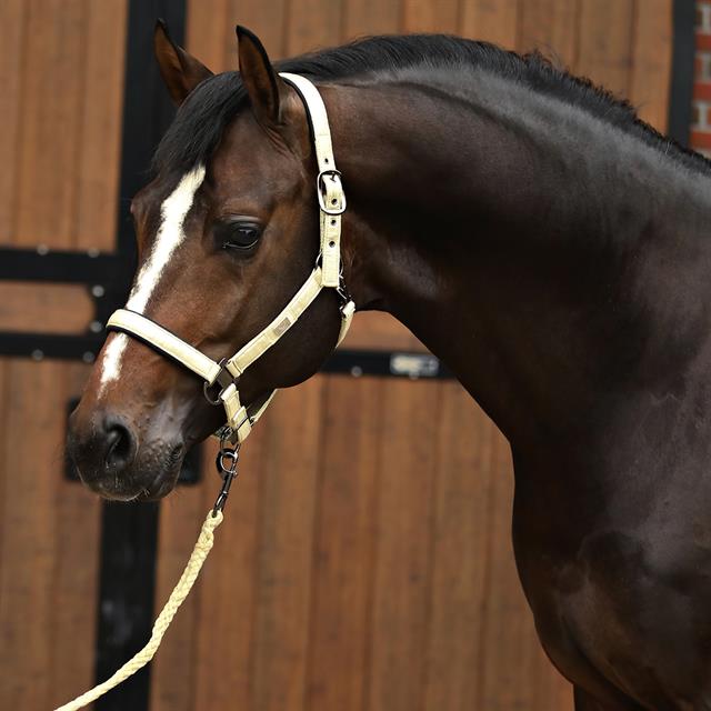 Halsterset Horsegear HGSparkle Goud
