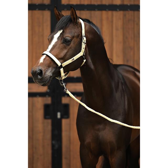 Halsterset Horsegear HGSparkle Goud