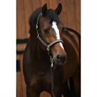 Halsterset Horsegear HGSparkle Zwart
