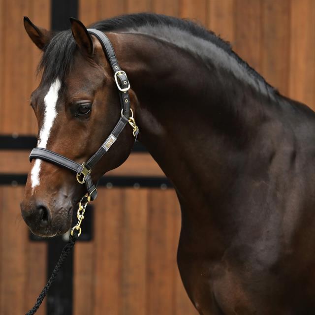 Halsterset Horsegear HGSparkle Zwart