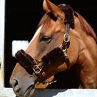 Halsterset Kentucky 4-delig Bruin