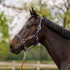 Halsterset KNHS Donkerblauw
