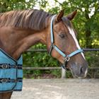 Halsterset QHP Darkturquoise