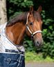 Halsterset QHP Turnout Collection Lichtbruin