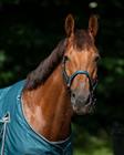 Halsterset QHP Turnout Collection Turquoise