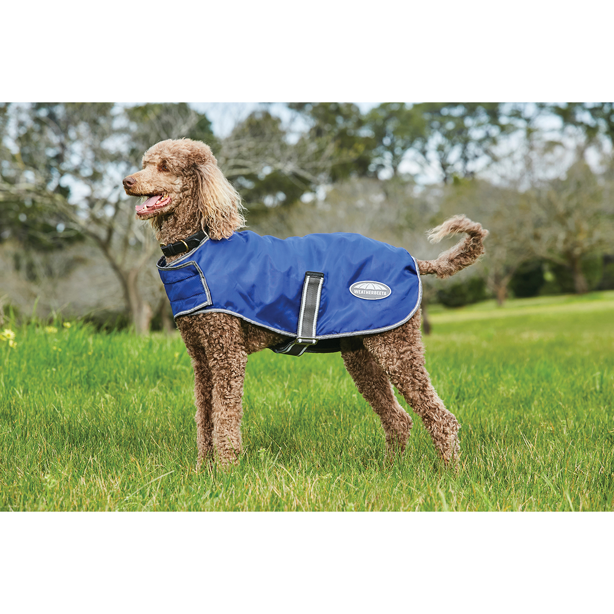 Hondendeken Weatherbeeta Comfitec Windbreaker Free Donkerblauw-zilver, 60 CM in donkerblauw/zilver