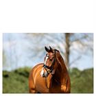 Hoofdstel ANKY ATH20005 Zwart