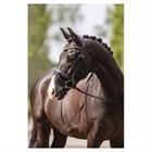 Hoofdstel ANKY Comfort Fit Pullback Noseband Zwart