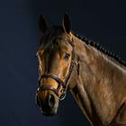 Hoofdstel D Collection by Dy'on Double Noseband Bruin