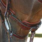 Hoofdstel Dy'on DRC Matte Medium Crank Noseband Bruin