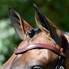 Hoofdstel Dy'on DRC Matte Medium Crank Noseband Bruin