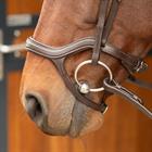 Hoofdstel Harry's Horse Anatomic Bruin