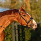 Hoofdstel HORSEGEAR HGGreylin Zwart