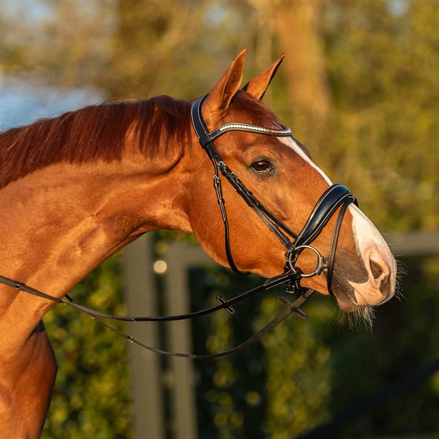 Hoofdstel HORSEGEAR HGGreylin Zwart