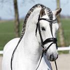 Hoofdstel HORSEGEAR HGHonestus Zwart