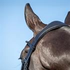 Hoofdstel HORSEGEAR HGLe Noir Zwart