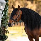 Hoofdstel HORSEGEAR HGLembut Soft Zwart