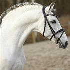 Hoofdstel HORSEGEAR HGLucido Zwart-wit