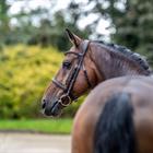 Hoofdstel LeMieux Arika Cavesson Bruin-zilver