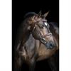 Hoofdstel LJ Leathers Pro Selected Legendary Bruin