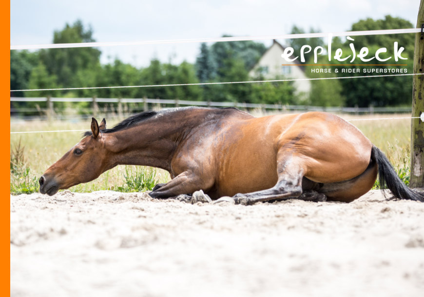 Koliek bij paarden: oorzaken, symptomen en preventie