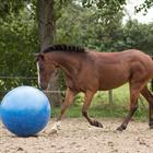 Mega Paardenvoetbal Blauw