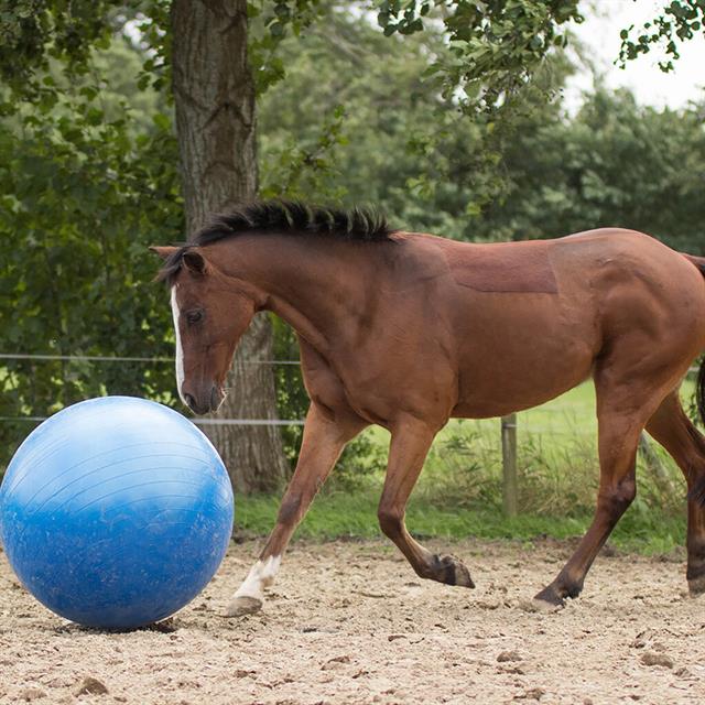 Mega Paardenvoetbal Blauw